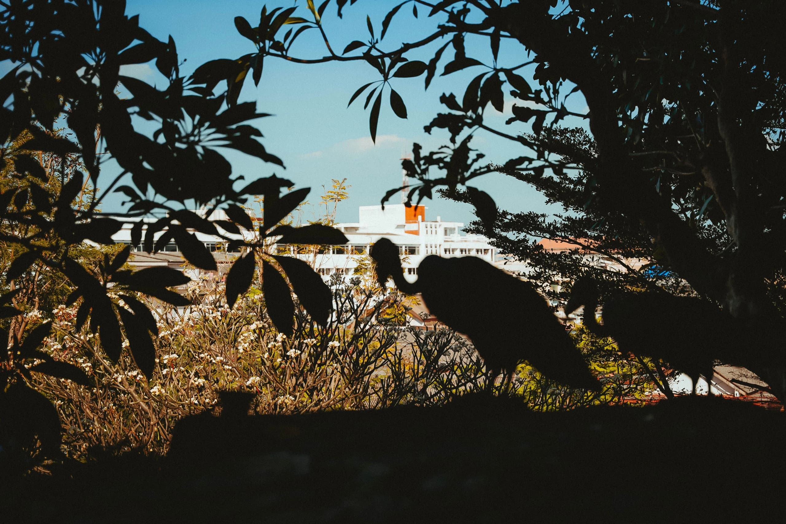 Through the Lens: The Art of Travel Photography